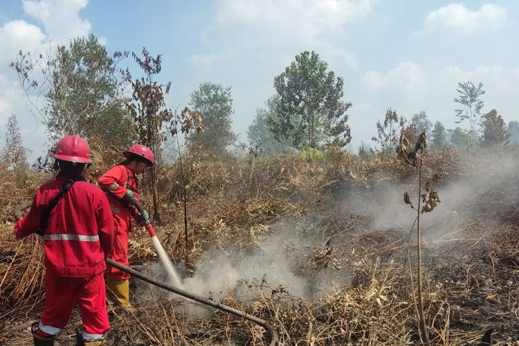 Air di Gambut Surut Imbas Kemarau, Akibatnya 15 Hektar Lahan Terbakar Akibat Kemarau